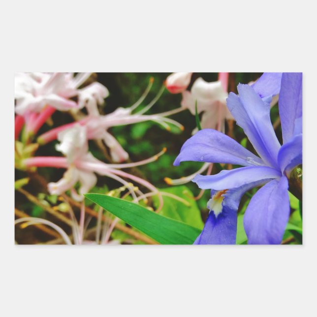 Crested Dwarf Iris Rectangular Sticker (Front)
