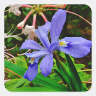 Crested Dwarf Iris Square Sticker