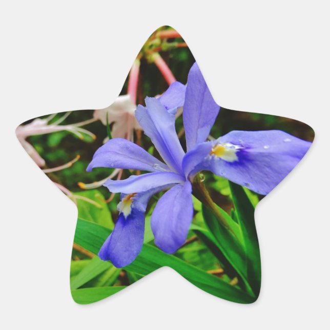 Crested Dwarf Iris Star Sticker (Front)