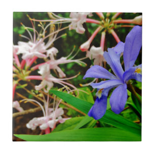 Crested Dwarf Iris Tile