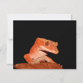 crested gecko