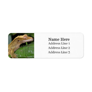 Crested Gecko Lizard Return Address
