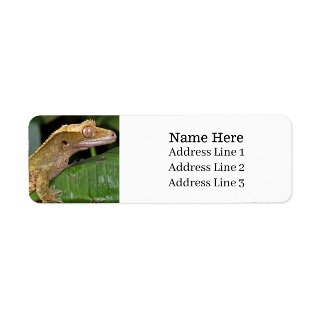 Crested Gecko Lizard Return Address (Front)