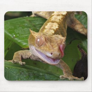 Crested Gecko Mouse Mat
