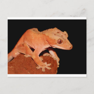 crested gecko postcard
