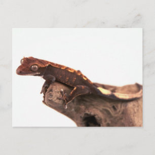 Crested Gecko Resting Postcard