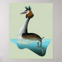 Crested Grebe
