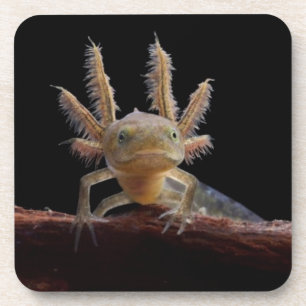 Crested newt larve coaster