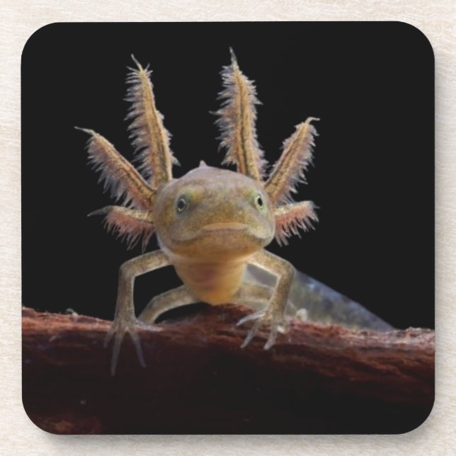 Crested newt larve coaster (Front)