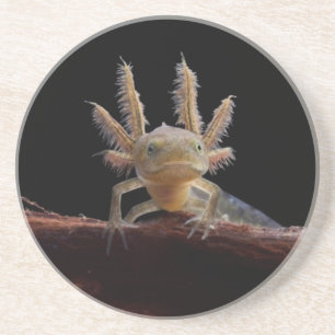 Crested newt larve coaster