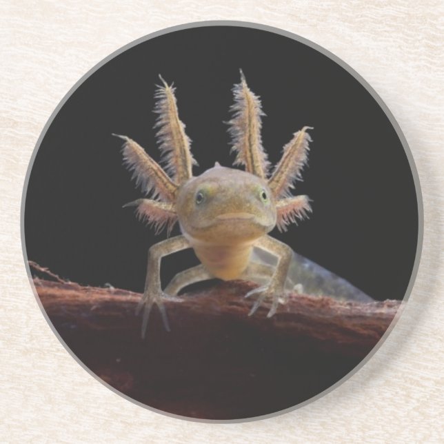 Crested newt larve coaster (Front)