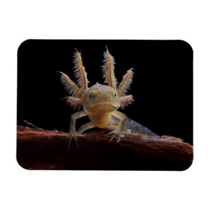 Crested newt larve magnet