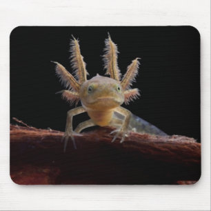Crested newt larve mouse mat