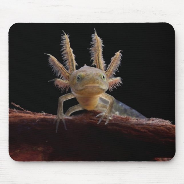 Crested newt larve mouse mat (Front)