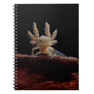 Crested newt larve notebook