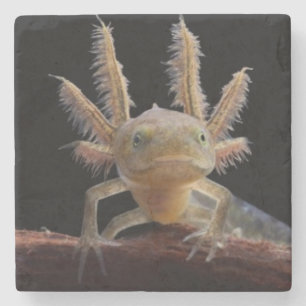Crested newt larve stone coaster