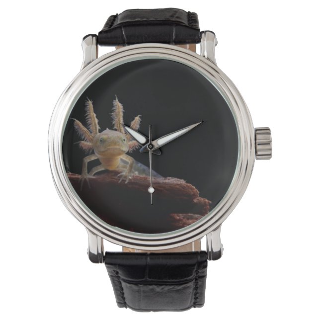 Crested newt larve watch (Front)