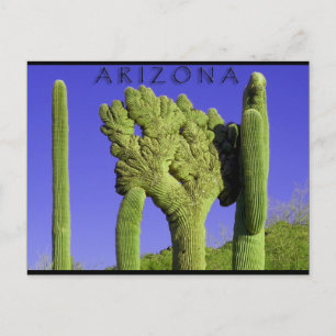 Crested Saguaro in Congress, Arizona Postcard