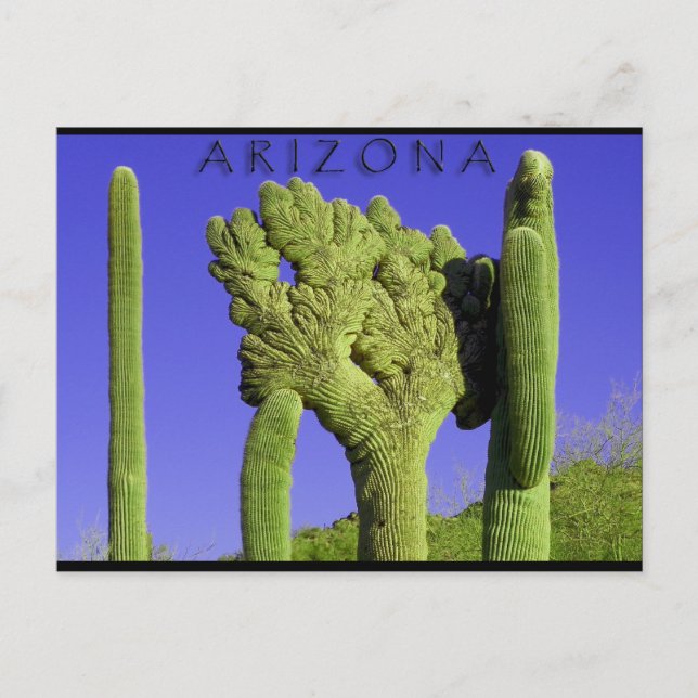 Crested Saguaro in Congress, Arizona Postcard (Front)