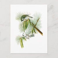 Crested Titmouse John James Audubon Birds America