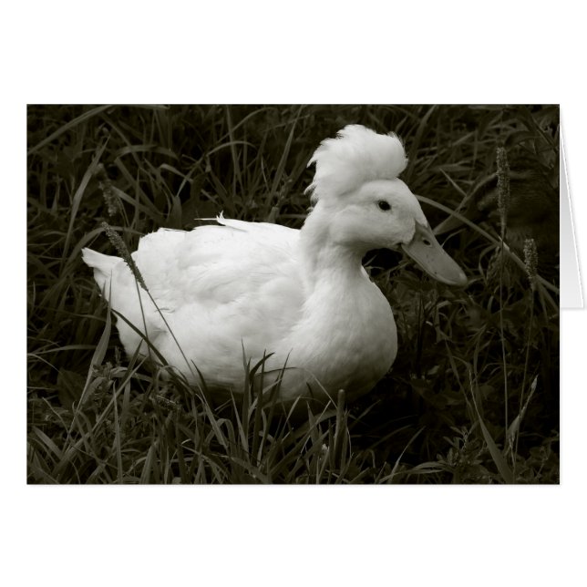 Crestie in Black and White (Front Horizontal)