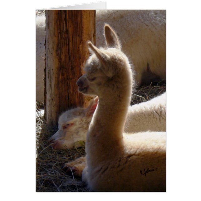 Cria Sleeping (Front)