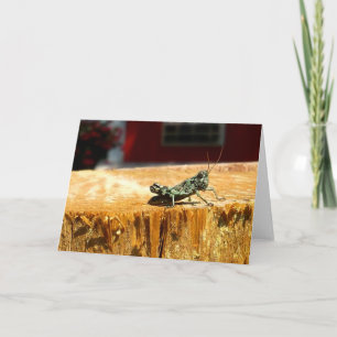 Cricket Close-Up Card