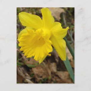 CricketDiane Yellow Spring Jonquils Flower Designs Postcard