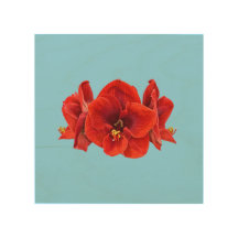 Crimson Amaryllis Flower – Elegant Botanical Bloom