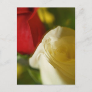 "Crimson and Cream" Postcard