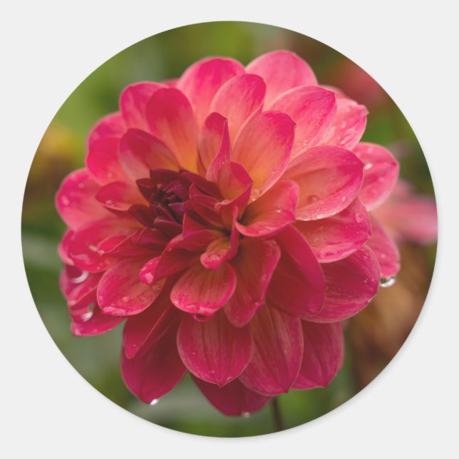 Crimson and Magenta Dahlia Stickers  (Front)
