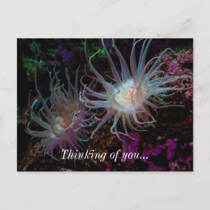 Crimson Anemone Postcard