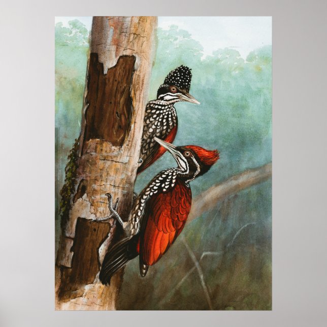 Crimson Backed Woodpecker Animal Wildlife Bird  Poster (Front)