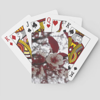 Crimson Beauty Cards