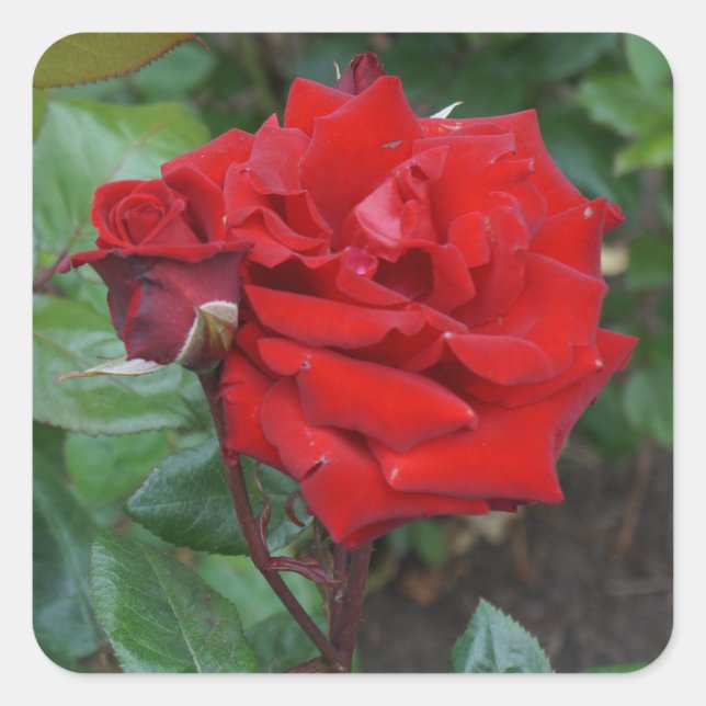 Crimson Bouquet Rose #2 Stickers (Front)