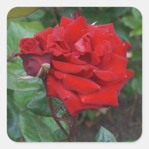 Crimson Bouquet Rose #2 Stickers