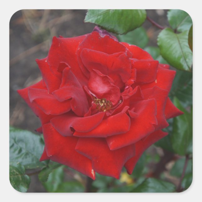 Crimson Bouquet Rose #3 Stickers (Front)