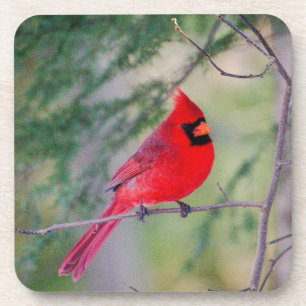 Crimson Cardinal Coaster