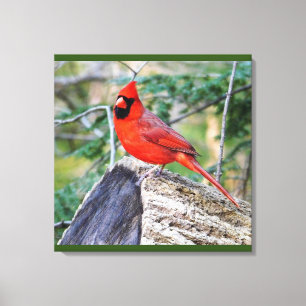 Crimson Cardinal Woods Canvas Print