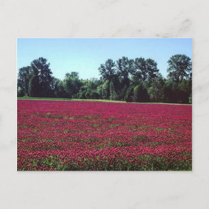 Crimson Clover Field Postcard