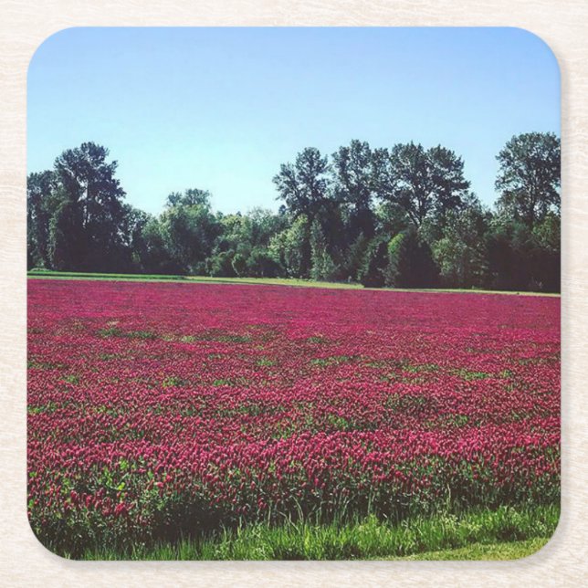Crimson Clover Field Square Paper Coaster (Front)