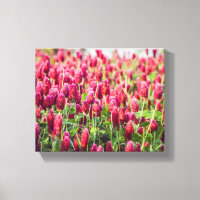 Crimson Clover Field Wildflowers