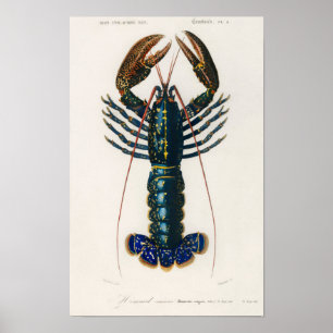 Crimson Crawfish (Palemon Ornatum) Poster