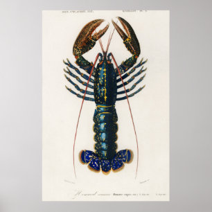 Crimson Crawfish Poster