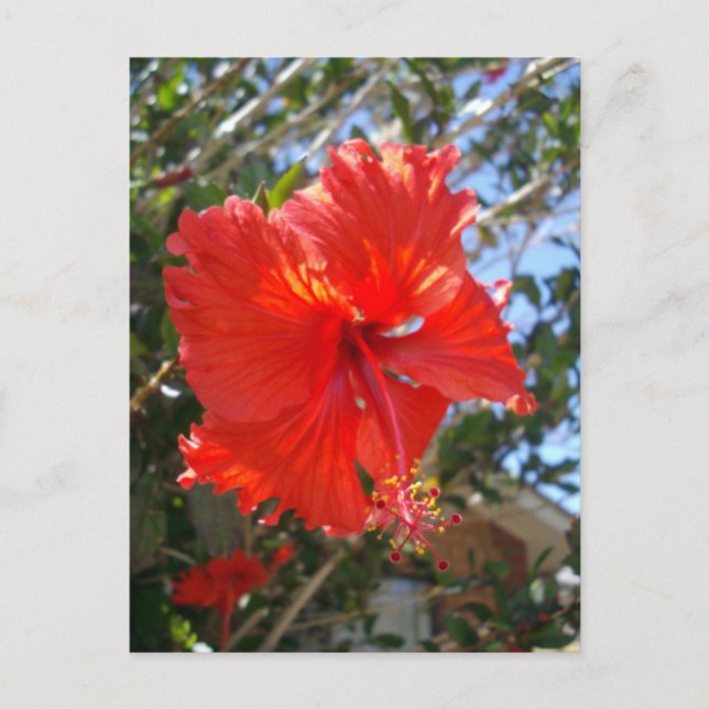 "Crimson Grace: Red Hibiscus Blooming on a Tree" Postcard (Front)