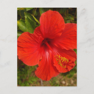 Crimson Hibiscus Glow Postcard