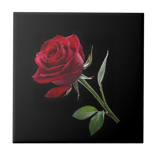 Crimson on Ebony: The Single Red Rose, Tile (Front)
