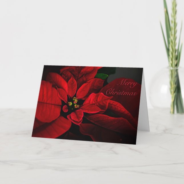 Crimson Poinsettia Merry Christmas Card (Front)