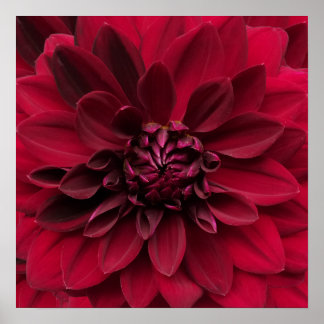 Crimson Red Dahlia Art - Arabian Night Flower Poster