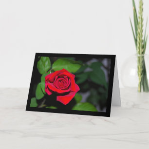 Crimson Red Rose Card
